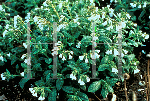 Picture of Pulmonaria officinalis 'Sissinghurst White'