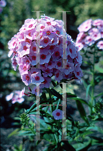 Picture of Phlox paniculata 'Flamingo'