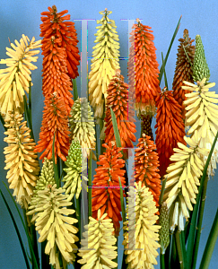 Picture of Kniphofia uvaria 'Flamenco'