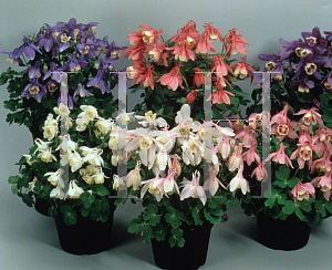 Picture of Aquilegia flabellata 'Cameo Mix'