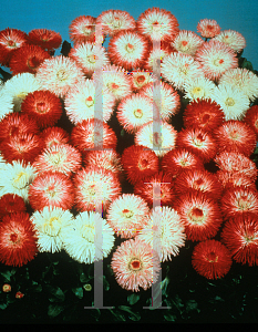 Picture of Bellis perennis 'Habanera MIx'