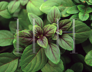 Picture of Ocimum basilicum 'Kasar'