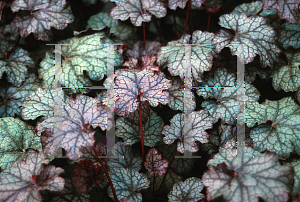 Picture of Heuchera  'Amethyst Myst'