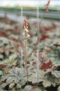 Picture of X Heucherella  'Silver Streak'