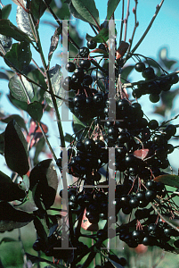 Picture of Aronia melanocarpa 'Autumn Magic'