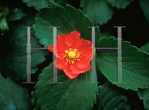 Picture of Fragaria x 'Red Ruby'