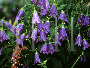 Picture of Campanula ssp. 