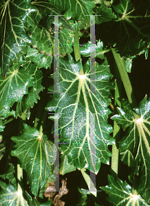 Picture of Eryngium variifolium 