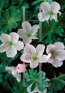 Picture of Geranium x lindavicum 'Apple Blossom'