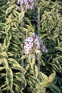 Picture of Phlox paniculata 'Nora Leigh'