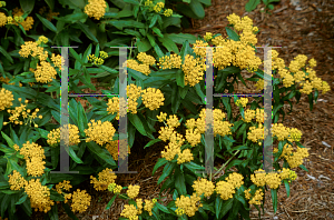 Picture of Asclepias tuberosa 'Hello Yellow'