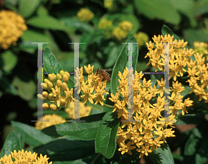 Picture of Asclepias tuberosa 'Hello Yellow'