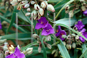 Picture of Tradescantia x andersoniana 'Concord Grape'