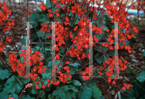 Picture of Heuchera  'Mt. St. Helens'