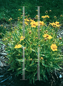 Picture of Coreopsis  'Tequila Sunrise'