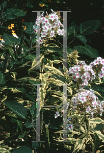 Picture of Phlox paniculata 'Nora Leigh'