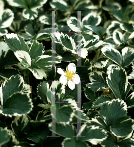 Picture of Fragaria x 'Variegata'