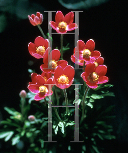 Picture of Anemone multifida 'Rubra'