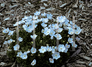 Picture of Campanula carpatica 'Blue Moonlight'