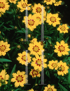Picture of Coreopsis lanceolata 'Sterntaler'