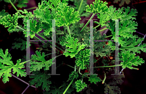 Picture of Pelargonium  'Red Flower Rose'