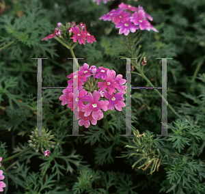 Picture of Verbena  'Dorothy Burton'