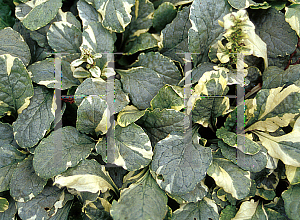 Picture of Ajuga reptans 'Silver Queen'