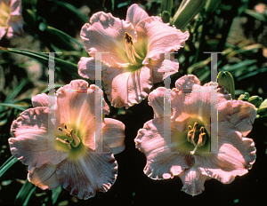 Picture of Hemerocallis  'Lady Emily'