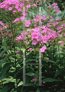 Picture of Phlox paniculata 'Shortwood'