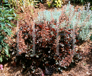 Picture of Heuchera  'Crimson Curls'