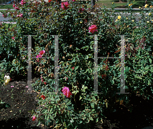 Picture of Rosa  'Tribute'