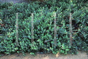 Picture of Arctostaphylos  'Pacific Mist'