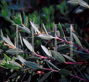 Picture of Arctostaphylos  'Pacific Mist'