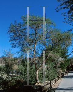 Picture of Acacia polyacantha 