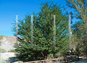 Picture of Acacia robusta 