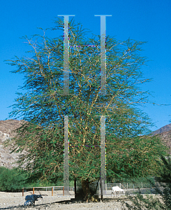 Picture of Acacia polyacantha 