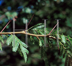 Picture of Acacia robusta 