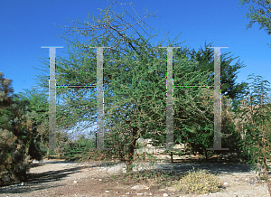 Picture of Acacia tortilis 
