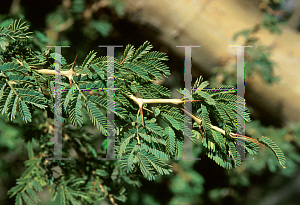 Picture of Acacia albida 