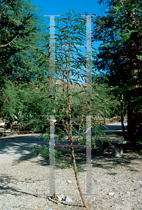 Picture of Acacia sphaenocephala '~Species'