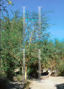 Picture of Acacia xanthophloea 