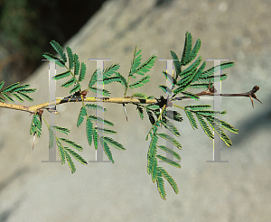 Picture of Acacia xanthophloea 