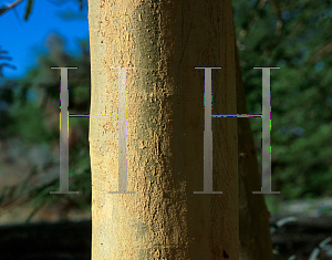 Picture of Acacia xanthophloea 