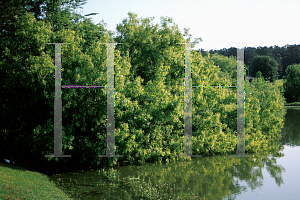 Picture of Salix caroliniana 