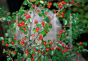 Picture of Cotoneaster nanshan 