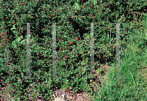 Picture of Cotoneaster nanshan 