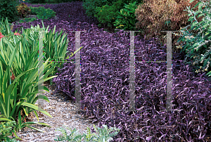 Picture of Tradescantia pallida 