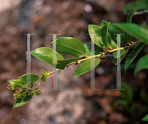 Picture of Lyonia lucida 