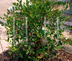 Picture of Lyonia lucida 