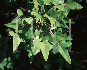 Picture of Erythrina herbacea 